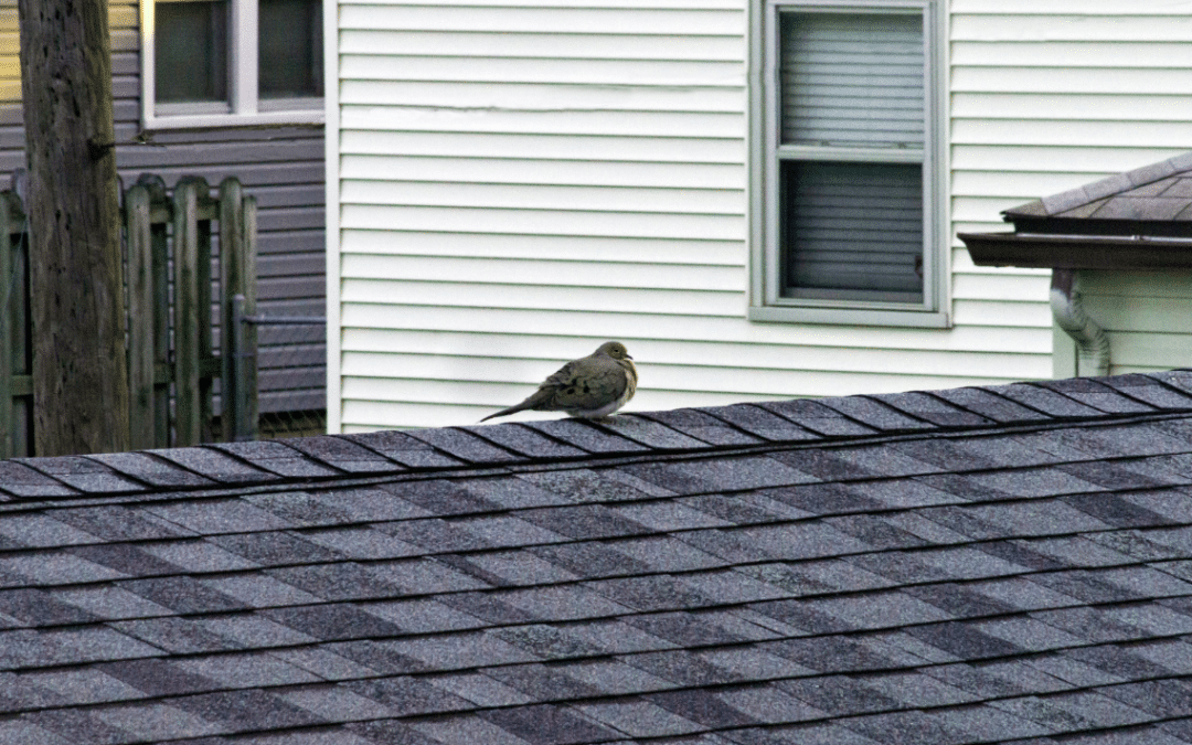 How To Keep Birds Off Of A Roof In Maryland