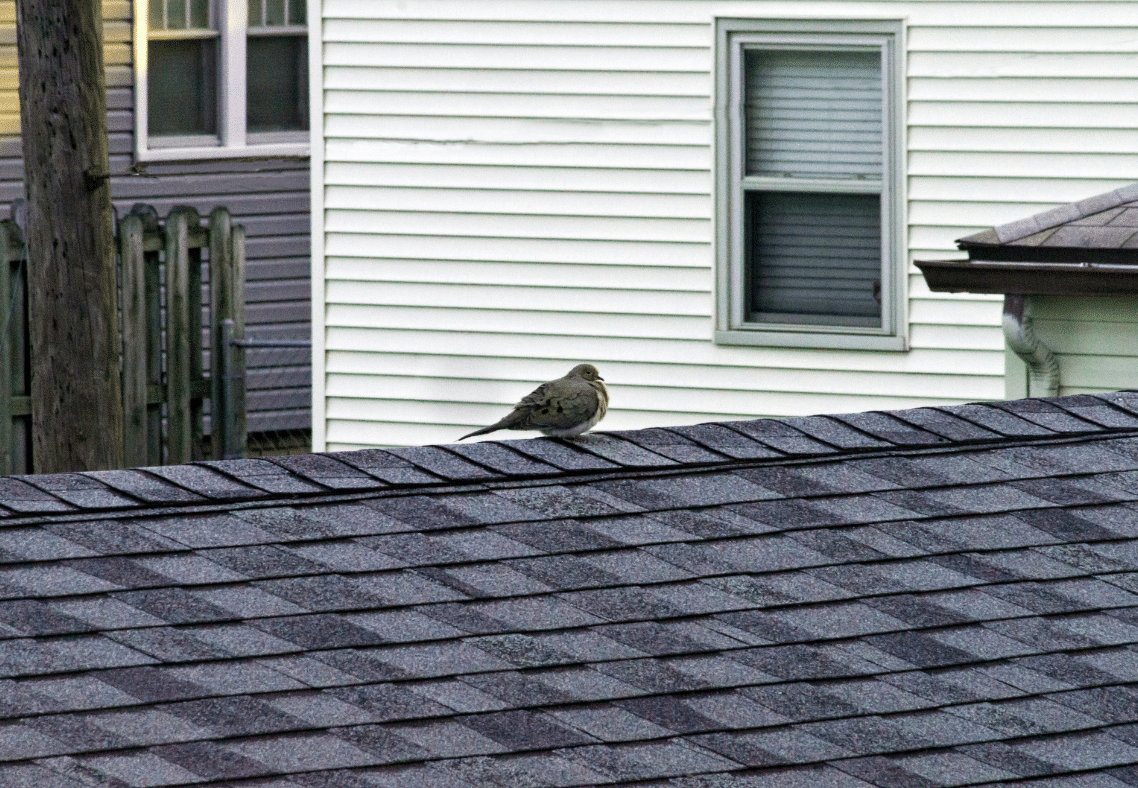 How To Keep Birds Off Of A Roof In Maryland