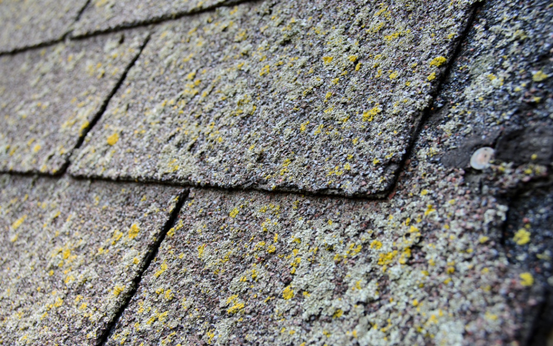 Is It A Bad Sign If Moss Is Growing On My Roofing Shingle?