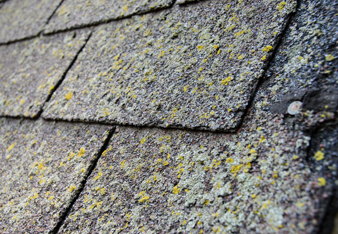 Is It A Bad Sign If Moss Is Growing On My Roofing Shingle?
